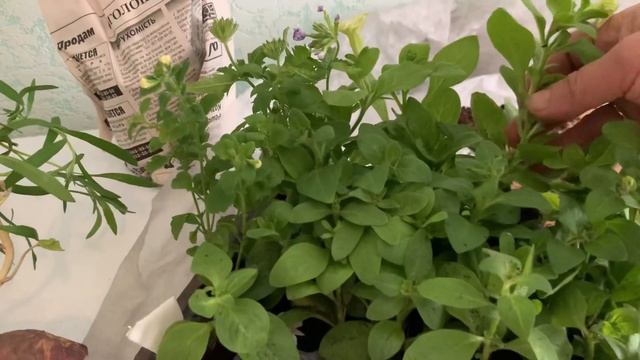 Где я заказала черенки вегетативной петунии, вербены, бакопи и алиссума? смотреть онлайн