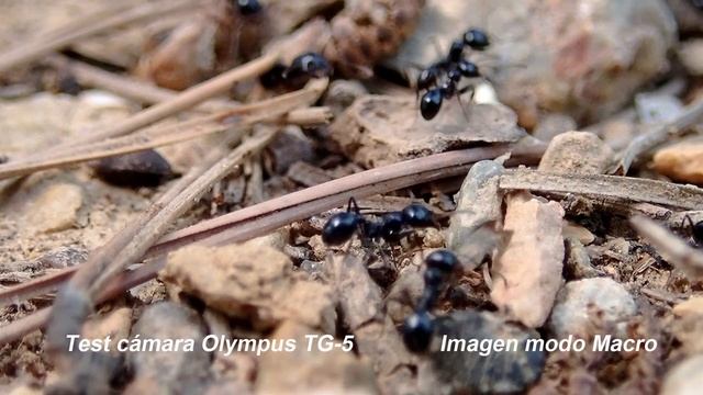 Cámara Olympus TG-5 Test vídeo en modo Macro смотреть онлайн