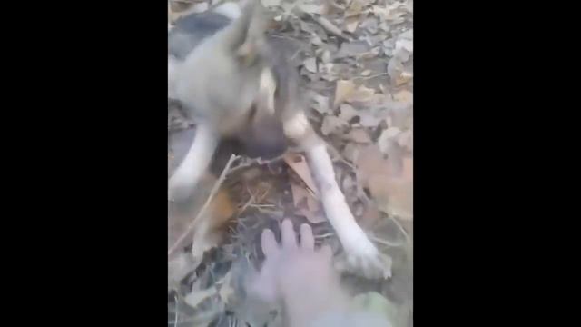 Продолжение! О той собачке из приюта.. смотреть онлайн