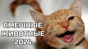Смешные животные 2024 - попробуй не засмеяться! (17 выпуск) кошки, собаки
