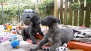 WOLF KILLERS - THE IRISH WOLFHOUND PUPPY DOG - Dangerous?