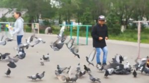 Ловлю голубей