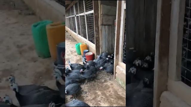 Awesome Guinea Fowl Farm in Ghana #shorts #guineafowl