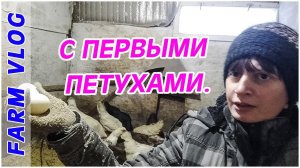 Farm Vlog_ Подъем с первыми петухами _ Жизнь в деревне _ farm life