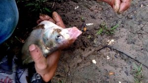 Ловим ЛЕЩА в сильный Дождь. Как поймать леща в ливень???