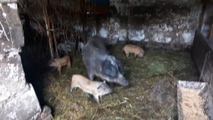 МОИ ПОРОСЯТА ВЕНГЕРСКОЙ МАНГАЛИЦЫ