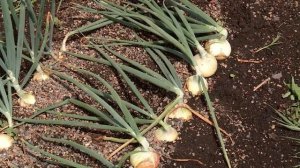 КОНСУЛЬТАНТ САДОВОДА 23