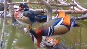 Утка Мандаринка - самая красивая и яркая ?      Mandarin duck - the most beautiful and brightest