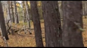 Охота на косулю. Сибирская косуля. Курганская область