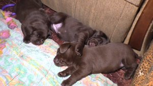 МОРЕ ШОКОЛАДА! ЩЕНКИ Шоколадного Лабрадора! Chocolate labrador puppies for sale