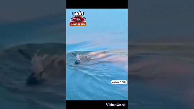 Дикая природа и хищные животные Wildlife and predatory animals