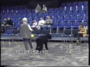 2000 год. Выставка черных терьеров в Финляндии.