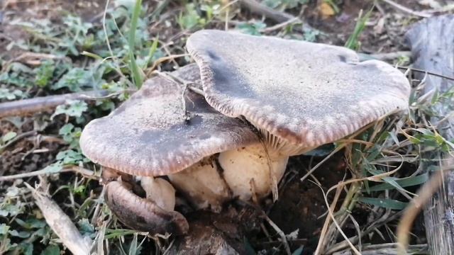 YENİ Sezonun en iyi Körek mantarı avı. Mantika, Gavcar, Manguta, Körek,Gevrek #mantar,#mantarlar смотреть онлайн