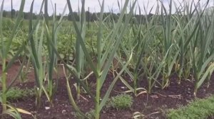 Чтобы чеснок был крупным. Подготовка почвы под озимый чеснок #дача