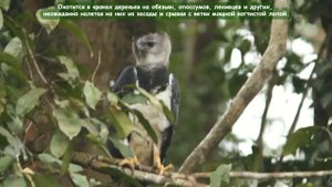 Южноамериканская гарпия - Harpy Eagle (Энциклопедия животных)