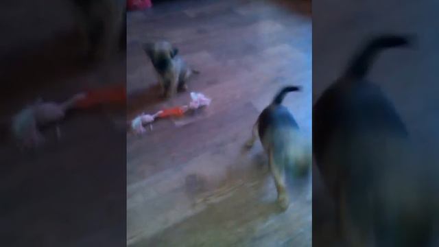 Детки брабансоны смотреть онлайн