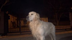 Всё о породе Золотистый ретривер.