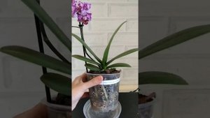 орхидея Formosa Cranberry 'Wilson'