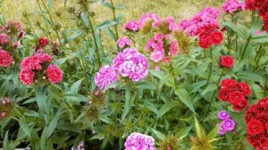 Гвоздика Турецкая "Байер", фирма  " Гавриш". Красивый двулетний цветок.