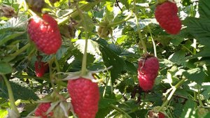 Крупноплодная малина " Гордость России"в Сибири.