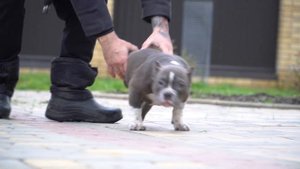 Американский булли покет девочка 3 месяцев!) С моим воспитанием! Доставка куда угодно +79807427894