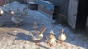 Гуси Еденские, Горьковские