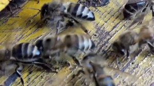 После постановки полосок от клеща