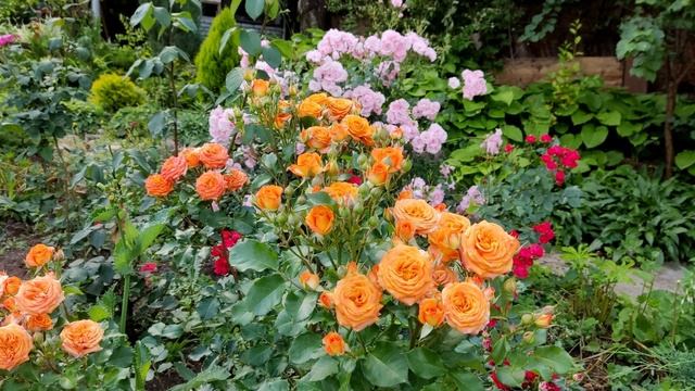 Парковая роза спрей Келли цветет все лето