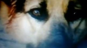 Верный Руслан.