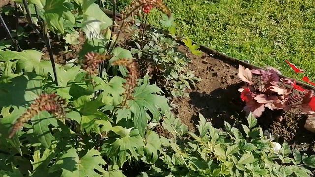 Как отличаются соцветия у разных Бузульников. Лето 2022 в нашем саду.