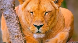 Qled Demo 8K Ultra HD HDR Dolby Vision 60fps - 4k Video