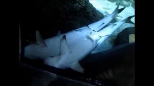 Best SHARK MATING footage on YouTube