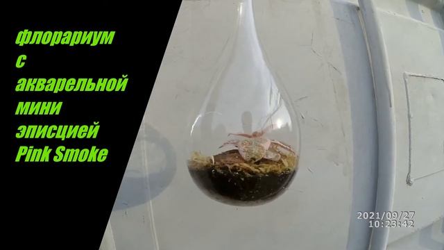 Флорариум с эписцией