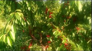 Сад черешни на ВСЛ-2