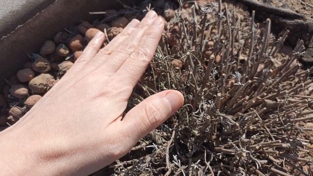 обрезка лаванды весной  , лаванда в Волгограде , как перезимовали Камелии и Маракуйя  @Flora-qu8ty