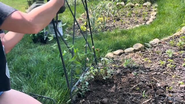 Planting Rise Up Lilac Rose, Nelly Moser Clematis, Annuals & Heuchera: A Creepy Garden Critter ? смотреть онлайн