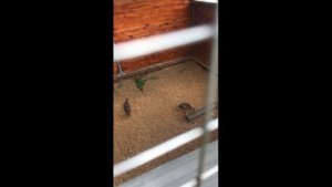 королевские фазаны