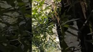 Баклан на озере в Смоленской области