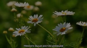 Виды ромашек — цветущие бордюрные многолетники
