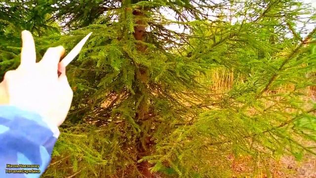 ТИХАЯ ОХОТА.РЫЖИКИ.СЕНТЯБРЬ 2023. смотреть онлайн