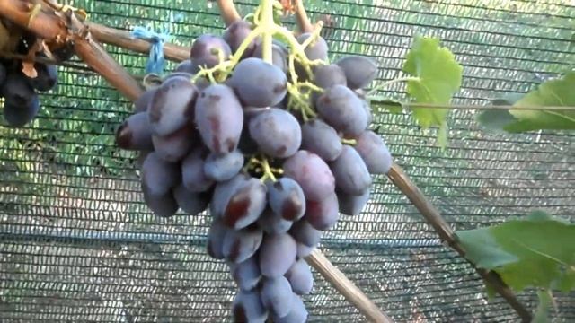 Виноград Лорано и Байконур 2020
