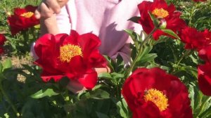 Mackinac grand peony. Макинак Гранд пион. Пулков сад (2021год)