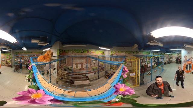 360° Котики в ТРЦ Родина. Исправлено. смотреть онлайн