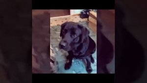 Дрессировка лабрадора