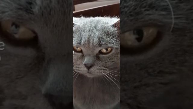 Ябеда