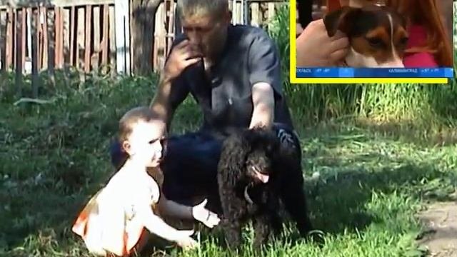 Малый пудель и ребенок