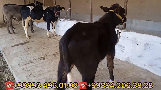 Yosh buqalar optim joyidan kõring