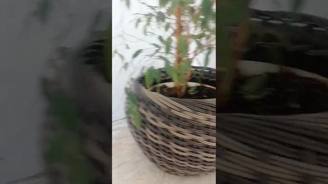 Кашпо из полиротанга, комбинированное плетение.