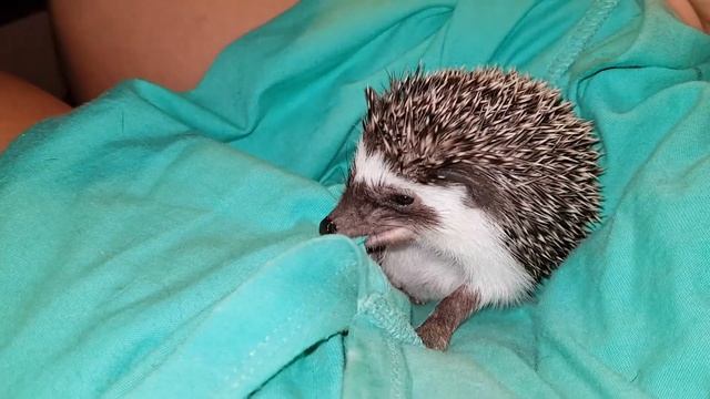 Ежик запоминает запах смотреть онлайн