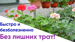 Черенкование и посадка пеларгонии